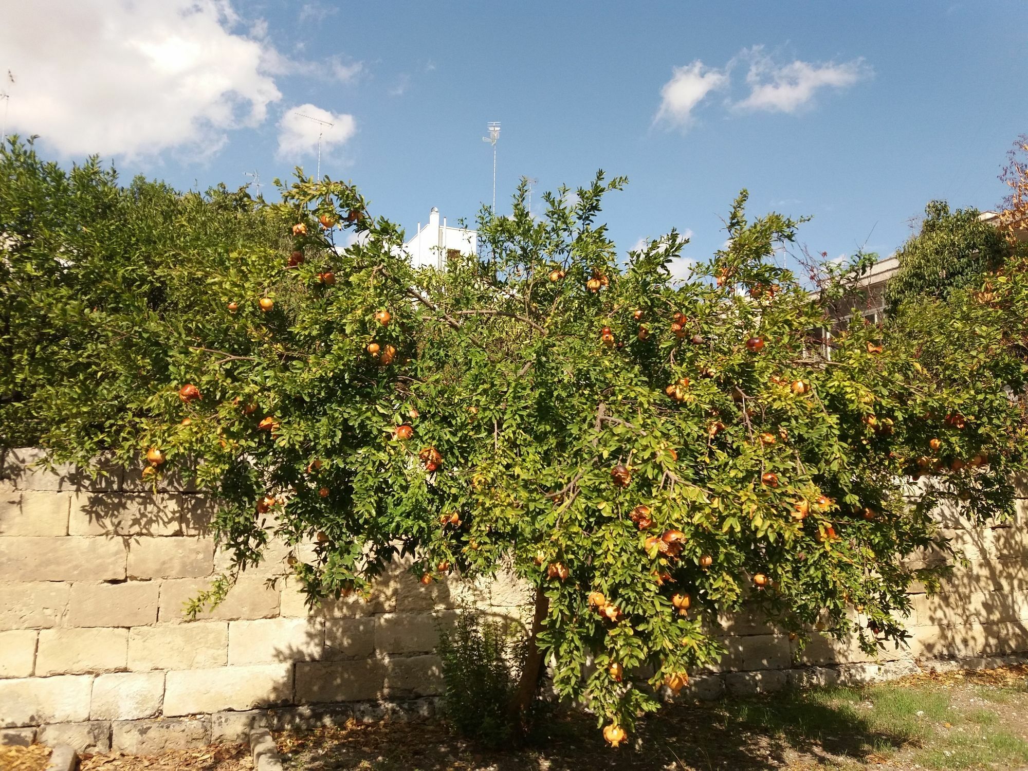 ليتشي Il Giardino Delle Margherite المظهر الخارجي الصورة